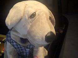 Animated Musical Singing Puppy # My Girl or # Rhythm of the Rain